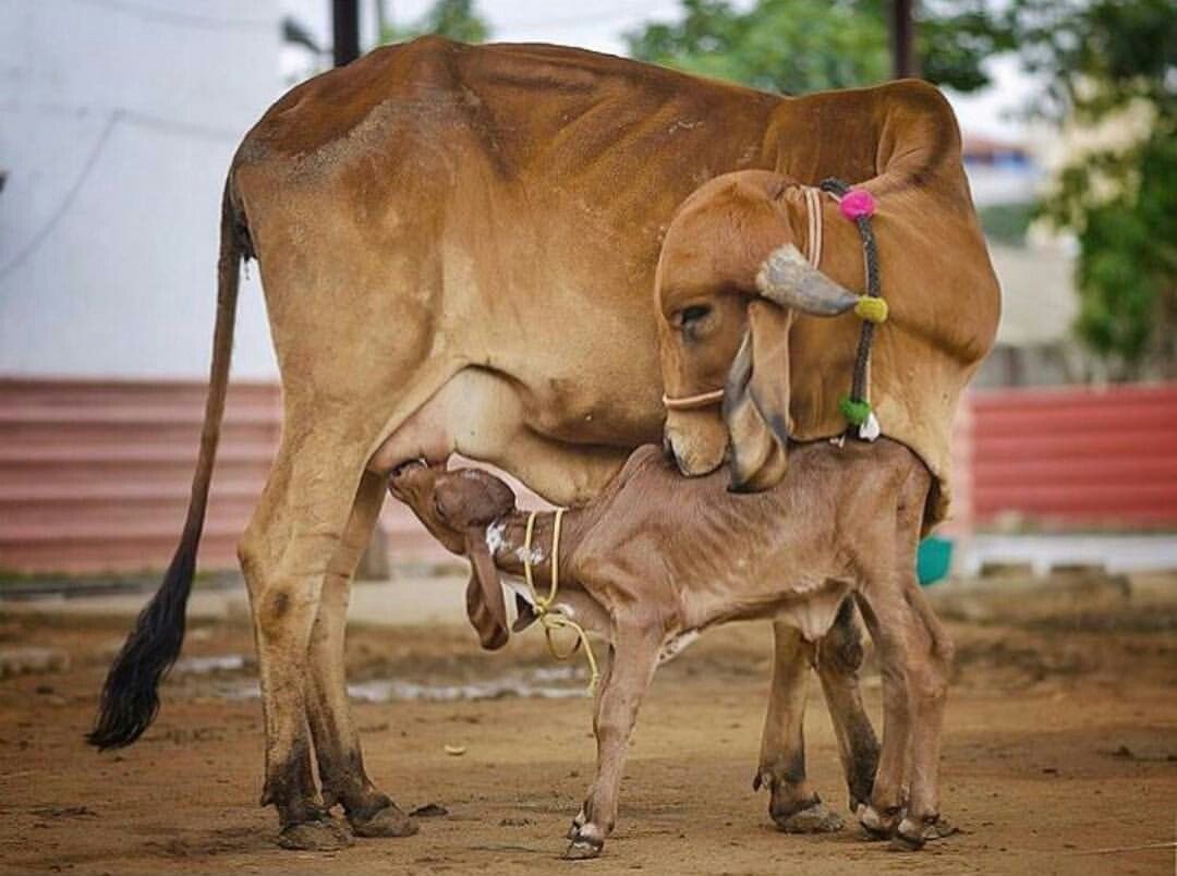 Maternal Love